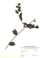 藏品(裏白忍冬)的圖片